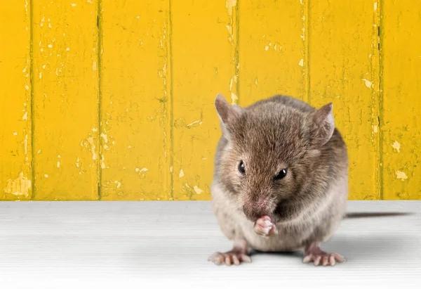 Sydney's Best Rodent Control Solutions